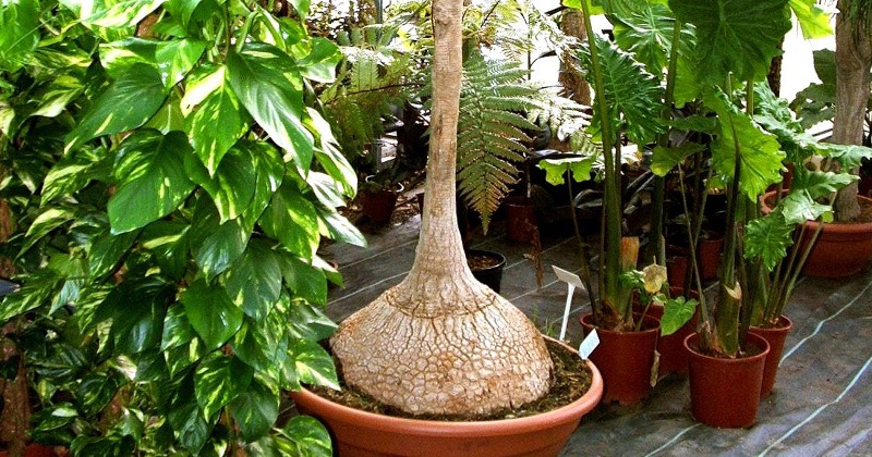 Plant Species Gallery